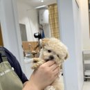 광주강아지분양 마마스미독 24시 광주봉선점 이미지