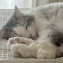 노바세탁소 이미지