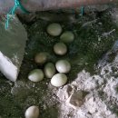 예민꿩농장 이미지