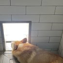 돌담펫호텔 이미지