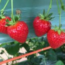 동빈농장 이미지