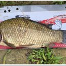 붕어의 신 이미지