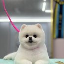 도그헬퍼 이미지