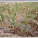 한일 농장 이미지