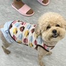 해피펫애견 이미지