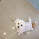 뚱이애견 이미지