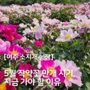 [서울근교 당일치기] 여주 소지개농장 작약꽃밭 후기 – 5월 만개 시기, 지금이 딱 좋아요! 🌸