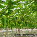 최씨농장 이미지