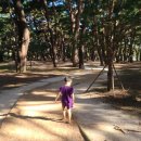 송림톱밥 이미지