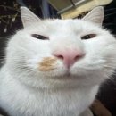 춘향이 - 안성시 중앙로 357 | 춘향이