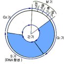 4.생명의 연속성 - 1. 세포 분열 - (1) 세포 분열과 염색체 이미지