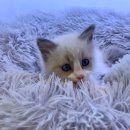 면목동-045 | 강남 랙돌무료분양 스핑크스고양이입양 했어요. (feat.잠실,반포,목동,대치동)