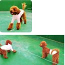 멍쭈냥 | [멍쭈냥]7개월 푸들 여아 중성화 수술 후기 및 배꼽탈장 수술 후기