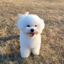 아스타펫살롱 이미지