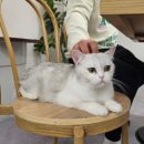 스카이캣명동2호점 이미지