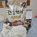 백서화원 | 🐈‍⬛건강백서 캣🐈