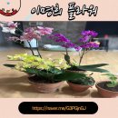 반려식물(홈가드닝) | 홈가드닝 반려식물 키우기 이명희플라워 추천