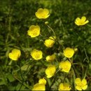 오늘의 꽃말＞ 미나리아재비(Buttercup) 이미지