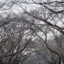 지리산꽃꿀흑백사진관 | 지리산 옛길- 서산대사길 (신흥마을~의신마을), 지리산꽃꿀흑백사진관, 칠불사