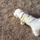 소노펫 보딩 | 소노펫 플레이 그라운드 후기 단독 공용 이용 꿀팁 총정리