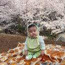 진현우동물병원 | 인천 서구 석남동 벚꽃 스팟 추천 + 봄날 그리고 일상 기록(순대리아, 덴라이프 커피머신클리너 후기)