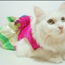 동요심화 중창반 이미지