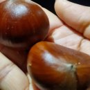 제주아이브리조트 | 제주 아이브 호텔 &amp; 리조트 (패밀리 테라스 룸) 연박...솔직후기. 자연속의 호텔 &amp; 리조트 완전 강추...