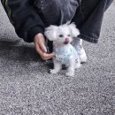 뚱강아지 | 양주강아지분양후기_5개월차 미니비숑프리제&#34;느루&#34;