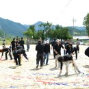 2011년 제13회 벽탄초교 한마음 체육대회-7 이미지