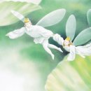 엄지공주