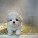 퍼피스토리 이미지