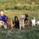 필애견훈련학교 이미지