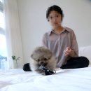 클라라애견 이미지