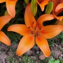 수국과안개꽃 카카오 검색결과