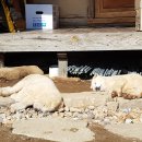 강생이랑 이미지