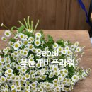 꽃눈개비플라워 | 장안동 꽃집 추천, 꽃눈개비플라워