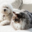 해오름 동물병원 이미지