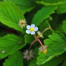 슬로베리 이미지