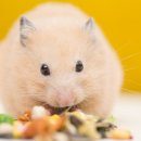 하트만동물병원 이미지