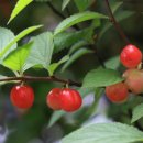 앵두나무우물가에 이미지