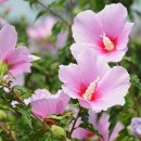 화성무궁화 이미지