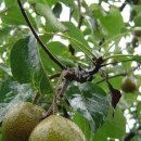 약초본가제분소 이미지