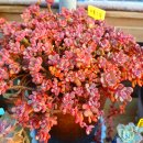 다육들 몇날며칠 손봤어요 이미지