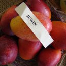 초록망고 이미지