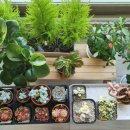 플로리스트(금) 이미지