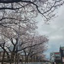 온천천일대5 | ​부산 벚꽃여행 26년 3월31일 온천천 카페거리 실시간 개화 현황 및 유채꽃과 함께 즐기는 미리 보는 봄...