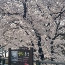 삼일공원로 | 대구 벚꽃 명소 실시간 꽃보라동산 포토존 다녀온 후기