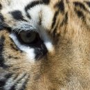 백두산 범 이미지