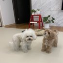 시저독 | 대치동 애견미용 시저독 추천 말티푸 베이비컷 비숑 귀툭튀컷