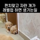 #댕댕이와 냥냥이⭐️집사스토리 이미지